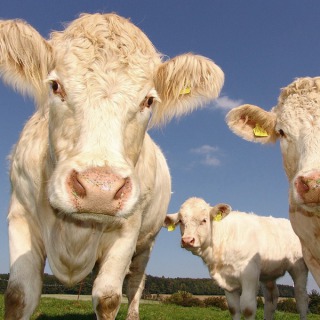 Na spotkaniu dla hodowców bydła usłyszałem od prelegenta, że poekstrakcyjna śruta rzepakowa posiada dwie wartości białkowe. Czy to możliwe?